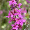 Lythrum salicaria, Lythrum salicaria