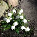 M�rzenbecher, Blumenzwiebeln, Leucojum vernum - die Fr�hlings-Knotenblume