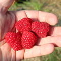 Herbsthimbeere Primeberry� Autumn Chef�