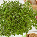 Majorana hortensis Venezia, Majoran, Volmary, 1,3L-Topf