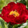 Paeonia Mackinac Grand, Pfingstrose, Pfingstrosen