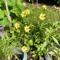 M�dchenauge 'Full Moon', Coreopsis grandiflora 'Full Moon'
