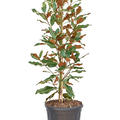 Magnolia grandiflora 'Kay Parris', Busch, im 32cm Topf, H�he 140cm, Breite 55cm