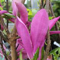 Grosse purpurrote Bl�te der Magnolie 'Susan'