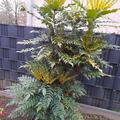 Mahonie 'Winter Sun', Mahonia media 'Winter Sun'
