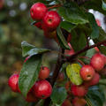 Malus 'Red Sentinel', Zierapfelbaum 'Red Sentinel', Hinrichs, XXL Pflanze