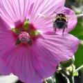 Malva moschata, Malva moschata