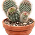 Mammillaria pringlei, Cluster kugel, im 17cm Topf, H�he 20cm, Breite 18cm