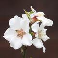 Mandelbaum Princesse Amanda, Prunus dulcis