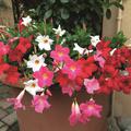 Dipladenia Bundle