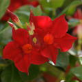Dipladenia 'Jade Scarlet'