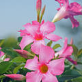 Dipladenia 'Opale Fuchsia Flamm�'