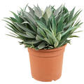 Mangave 'Lavender Lady', im 30cm Topf, H�he 55cm, Breite 60cm