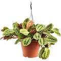 Maranta leuconeura 'Fascinator', Ampel, im 26cm Topf, H�he 35cm, Breite 35cm