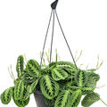 Maranta leuconeura 'Lemon', Ampel, im 28cm Topf, H�he 50cm, Breite 40cm