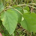Morus acidosa 'Mulle, Bl�tter