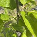Maulbeere Bombyx� 'One Million Everbearing', Morus alba