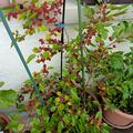 Maulbeere 'Pendula' - h�ngender Maulbeerbaum, Morus alba 'Pendula'