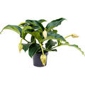 Medinilla magnifica, 4+ Bl�te, im 17cm Topf, H�he 65cm, Breite 30cm