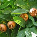 Mispel Berlaar, Mespilus germanica