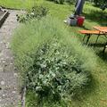 Meerkohl Caramba� Green, Crambe maritima