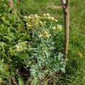 Meerkohl Caramba� White, Crambe maritima