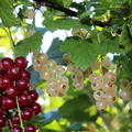 rote und weisse Fr�chte