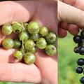 gr�ne und schwarze Johannisbeeren in Vollreife