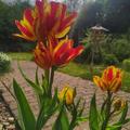 Mehrbl�tige Tulpe 'Wonder Club', Tulipa 'Wonder Club'