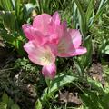 Mehrbl�tige Tulpe 'Dream Club', Tulipa 'Dream Club'
