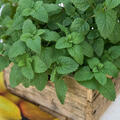 Melissa officinalis, Melisse, Zitronenmelisse, 1,3L-Topf Eigenproduktion