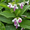 Melittis melissophyllum 'Royal Velvet Distinction' -R-