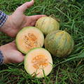 Cantaloupe-Zuckermelone ‘Charentais’ (Cucumis melo var. cantalupensis)