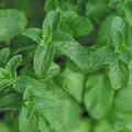 Mentha spicata Marokko, Minze, 1,3L-Topf