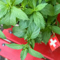 Mentha x piperita f. Citrata, Swiss, Minze, Pfefferminze, 1,3L-Topf Eigenproduktion