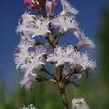 Bl�ten