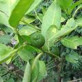 Limette, Runde Australische Limette, Microcitrus australis