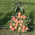 Apfel Maloni Lilly�