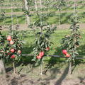 Apfel Maloni Sally�