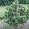 Mini-Birnbaum Pironi� Nr. 3