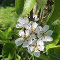 Mini-Birnbaum Pironi� Little Sweety�, Pyrus communis