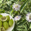 Minicuya, Passiflora pentaschista (arida), Passionsfr�chte, Z�chtung, Passiflora