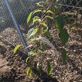 Minikiwi 'Fresh Jumbo', Actinida arguta 'Fresh Jumbo'