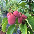 Minikiwi 'Pink Jumbo', Kiwi Berry, Actinidia arguta Traubenkiwi