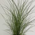 Chinaschilf 'Kleine Font�ne'