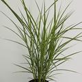 Chinaschilf 'Varigatus'