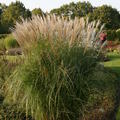 Miscanthus sinensis 'Federweisser'