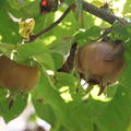 Mispel 'Dutch Giant', Mespilus germanica