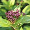Viburnum tinus Eve Price Mittelmeer-Schneeball Bl�tenknospe