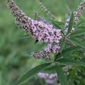 M�nchspfeffer 'Pink Pinnacle', Vitex agnus-castus 'Pink Pinnacle'